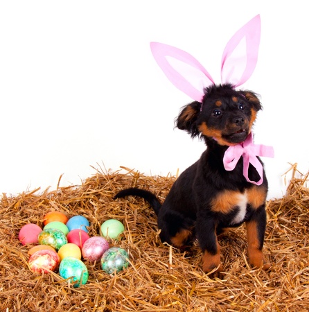 Easter and Your Pet