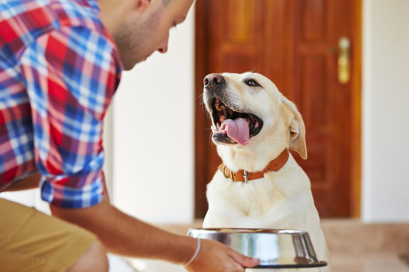Ways to Enhance Your Dog’s Diet