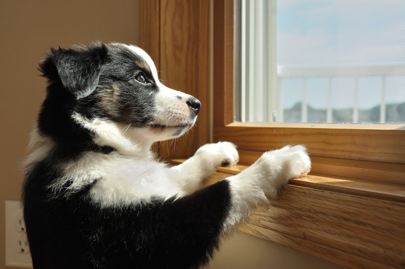 Helping your Dog Thrive on Days Indoors