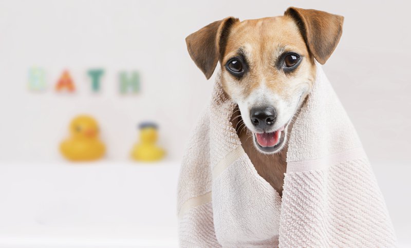 How often should you bathe your dog