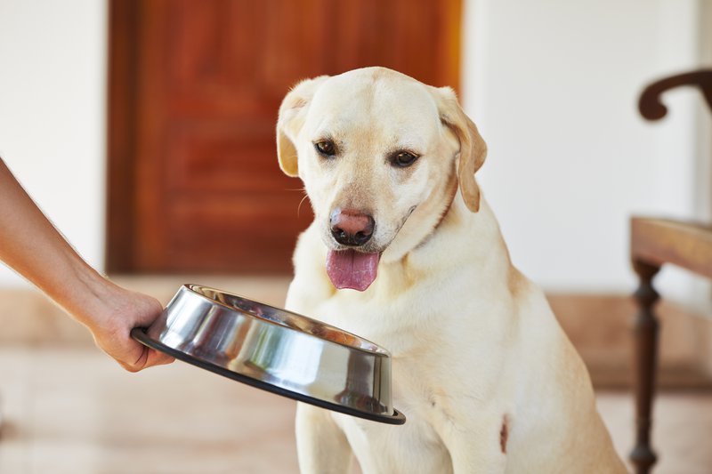 Tips for a Healthy Dog Diet
